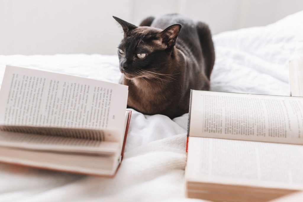 Cat with books