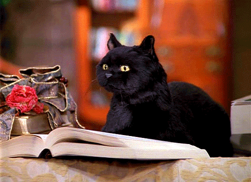 The cat flips through the book